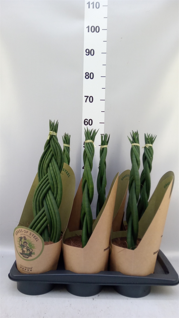 Sansev Cylindrica 17Ø 75cm