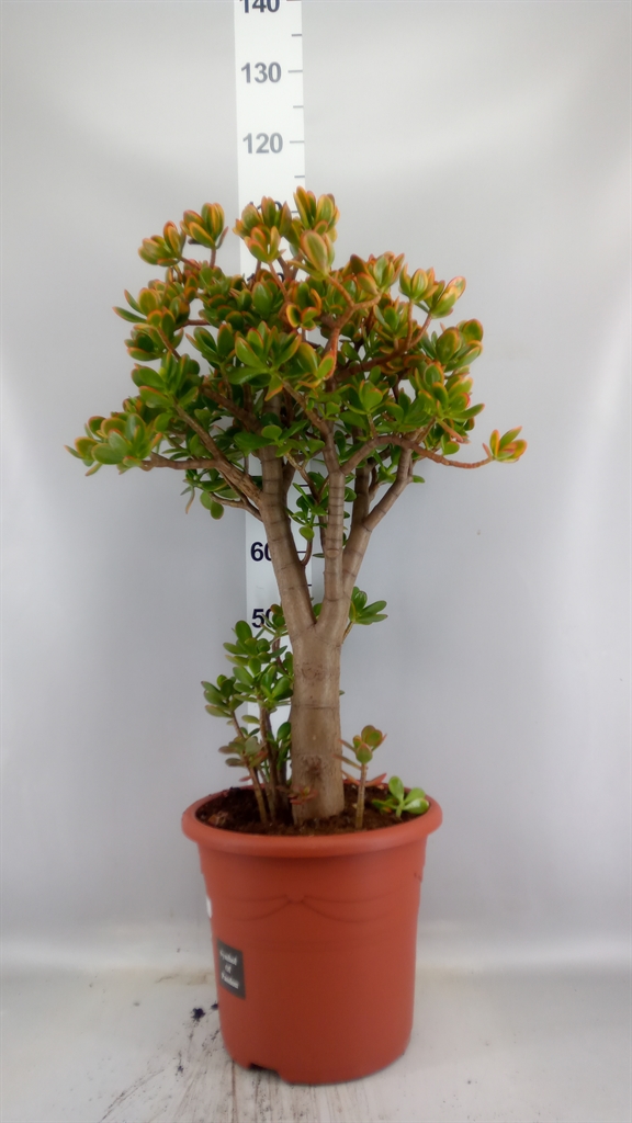 Crassula Sunset 32Ø 105cm