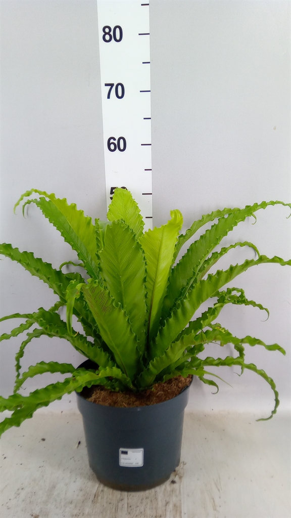 Aspl Ant Osaka 23Ø 60cm