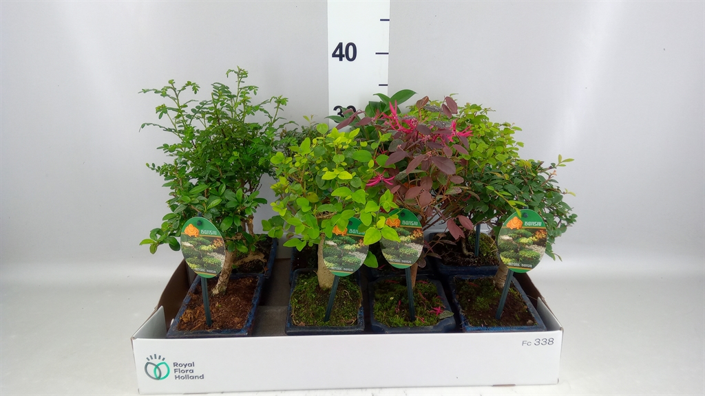 Bonsai Mix 15Ø 25cm