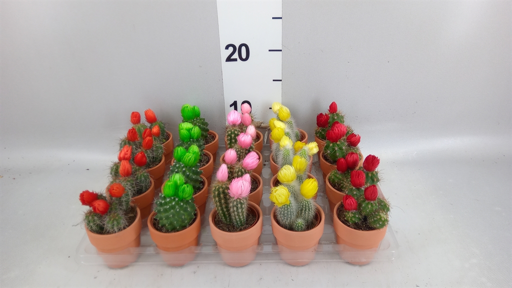 Cactus Decorated 5Ø 11cm