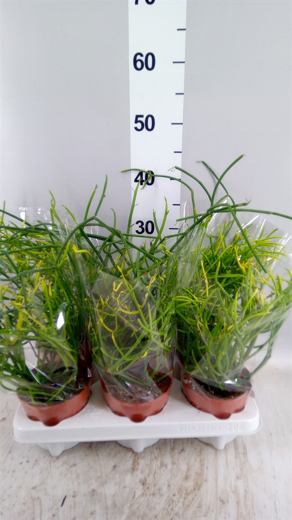 Euphor Succulenten 12Ø 20cm