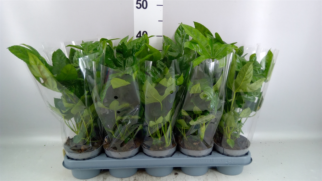 Fatsia Overig 12Ø 40cm