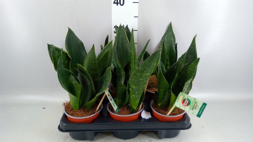Sansev Overig 12Ø 35cm