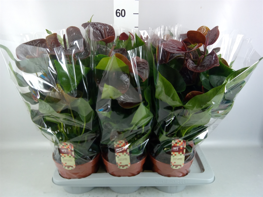 Anthurium Essencia 17Ø 55cm