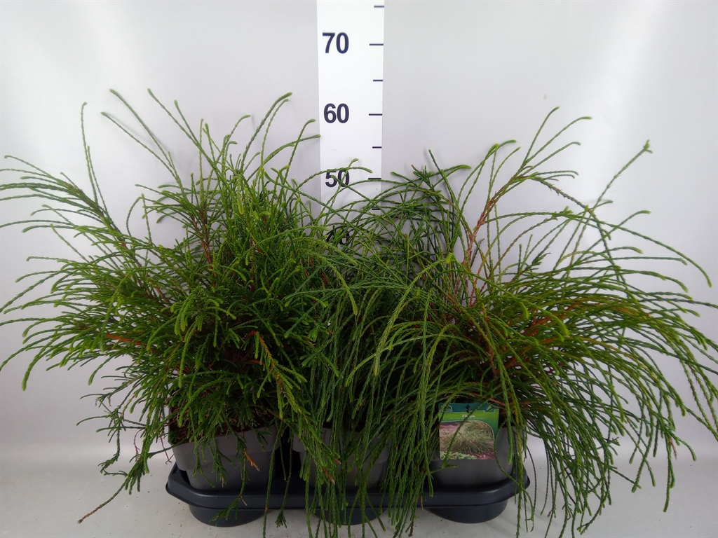 Thuja P Whipecord 19Ø 25cm