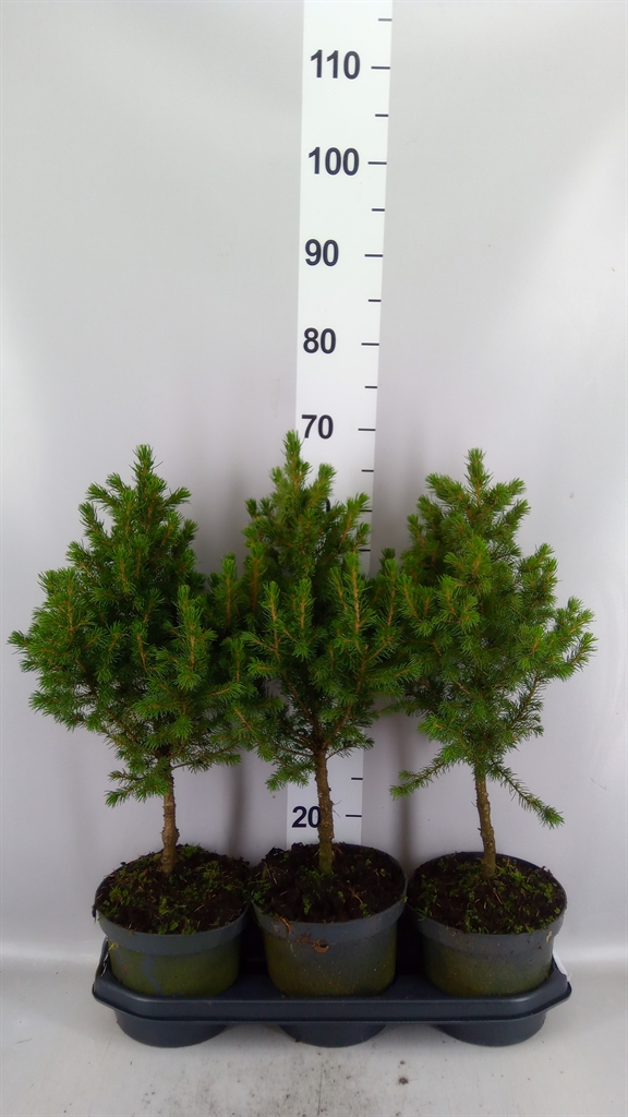Picea Glauca Conica 19Ø 85cm