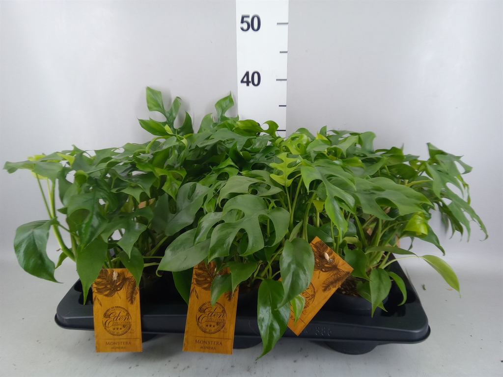 Rhaphidophora Tetrasperma 12Ø 30cm