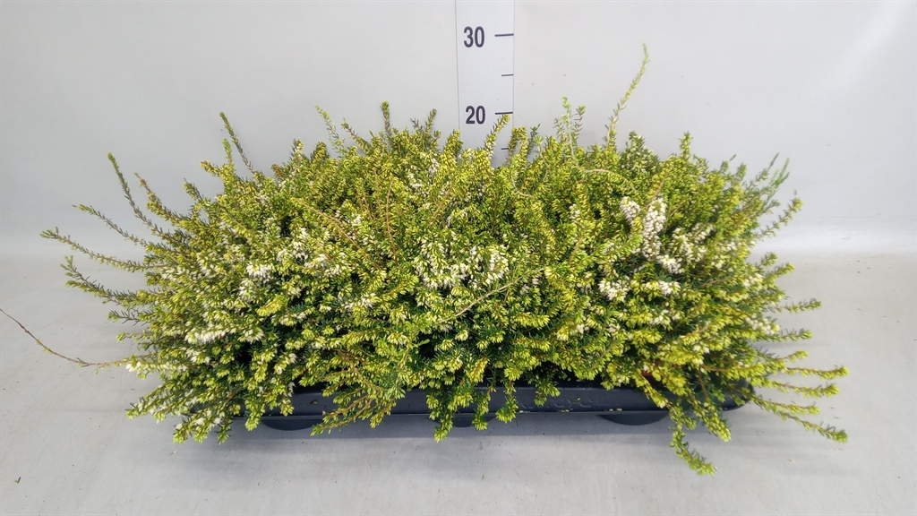 Erica Darleyensis White Perfection 13Ø 20cm