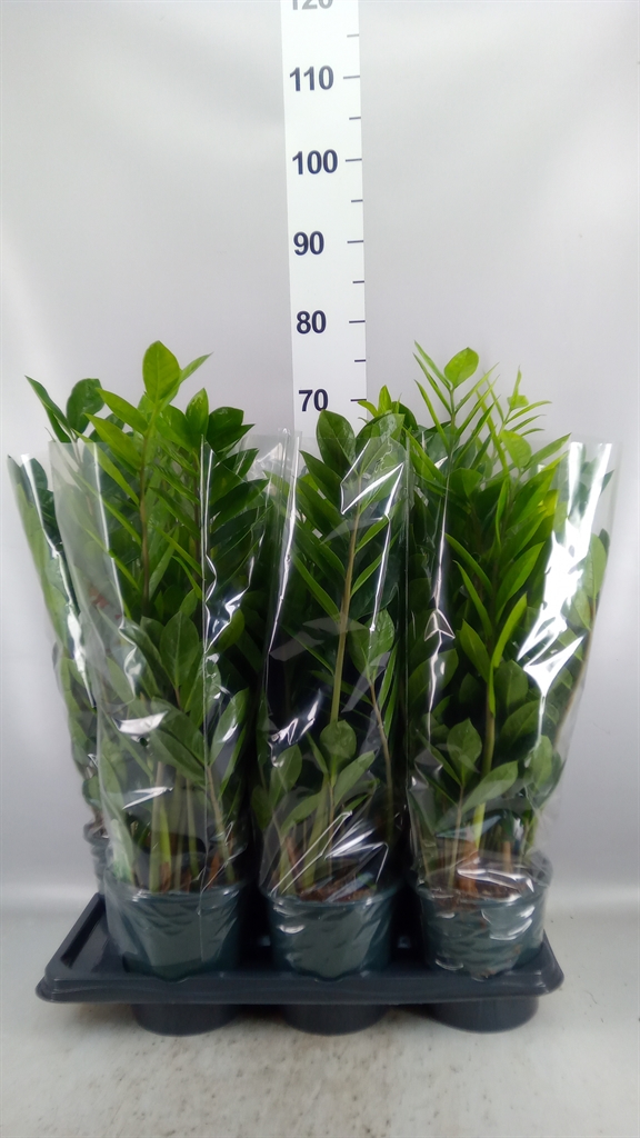 Zamioculcas Zamiifol 17Ø 65cm