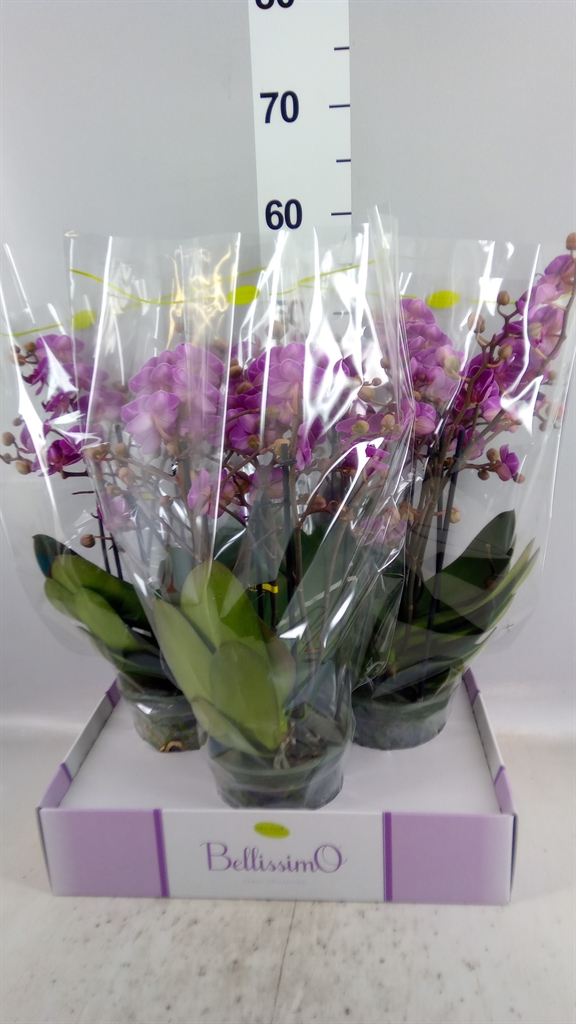 Phal Mf Ov Paars 15Ø 50cm