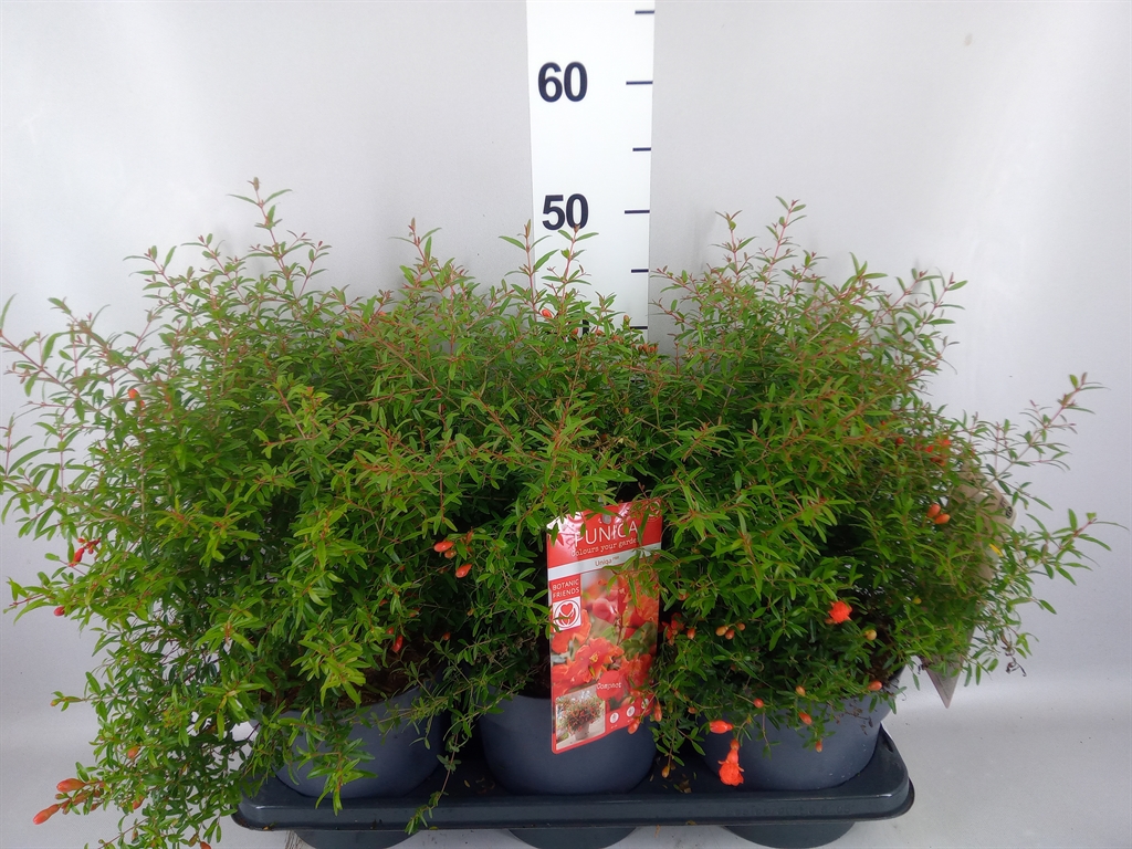 Punica Granatum 19Ø 50cm