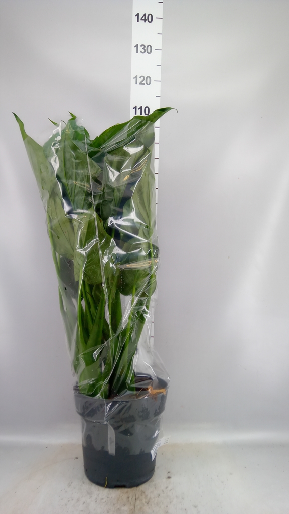 Aloc Cucullata 27Ø 95cm