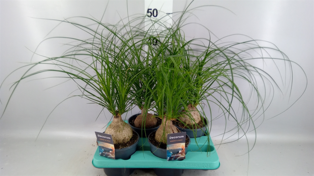 Nolina (BEAUCARNEA) 14Ø 45cm