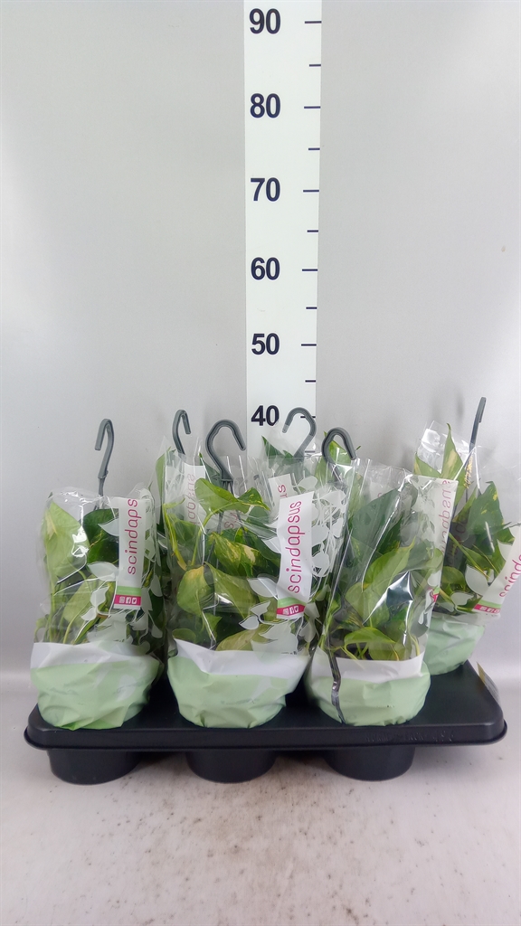 Epipremnum Aureum 15Ø 35cm