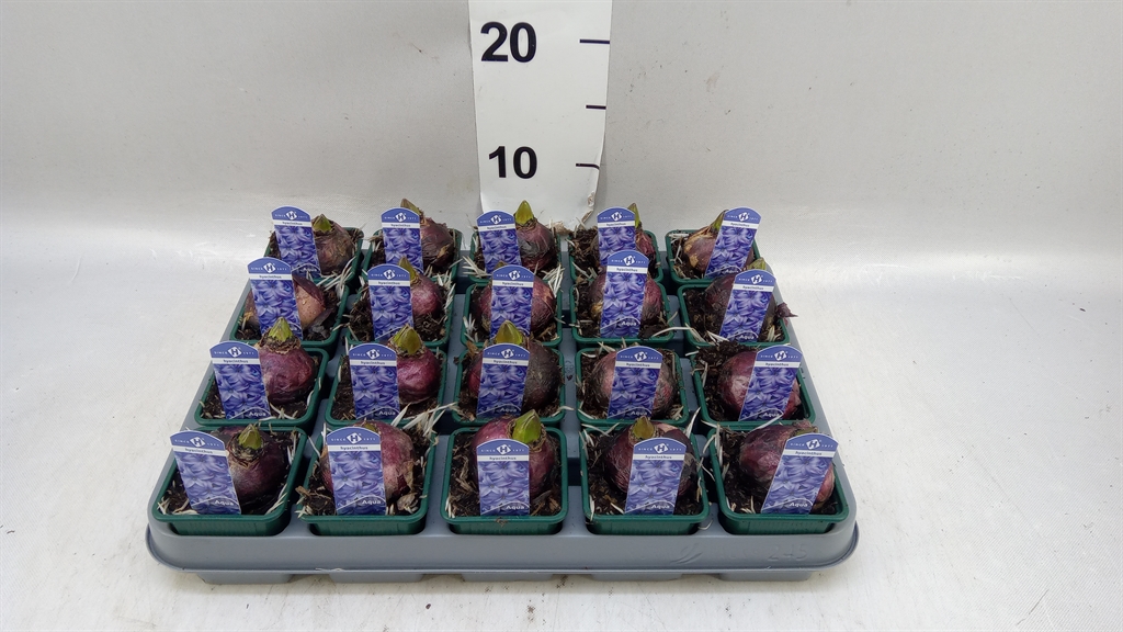 Hyacinthus Aqua 7Ø 15cm 1pp