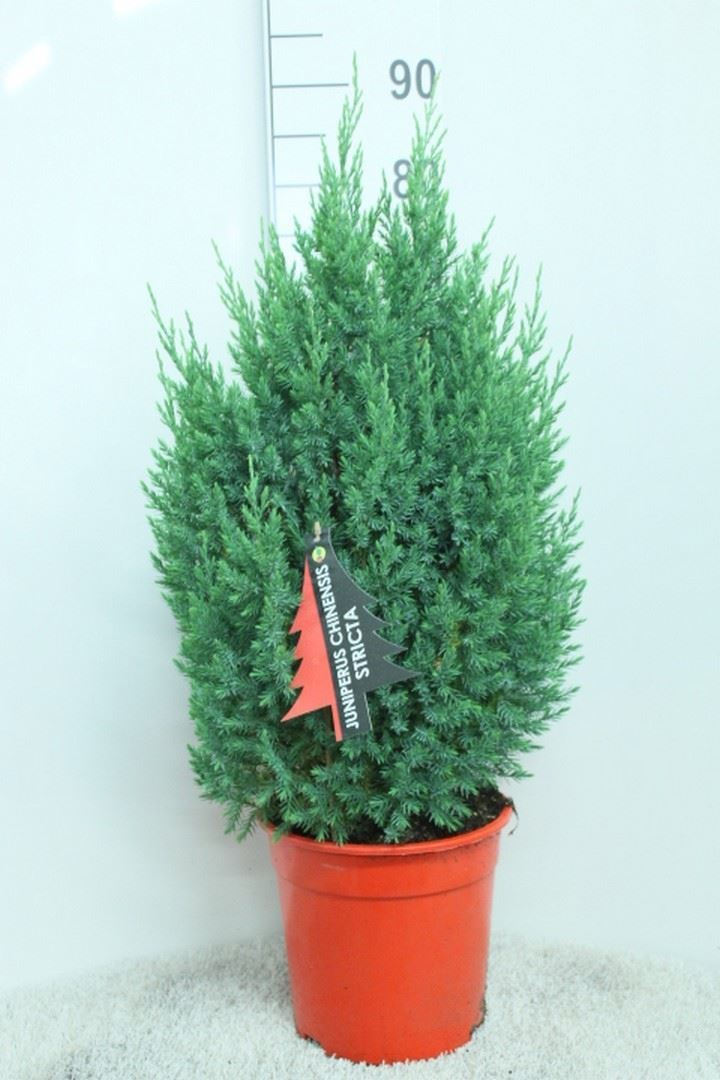 Juniperus Stricta 24Ø 110cm