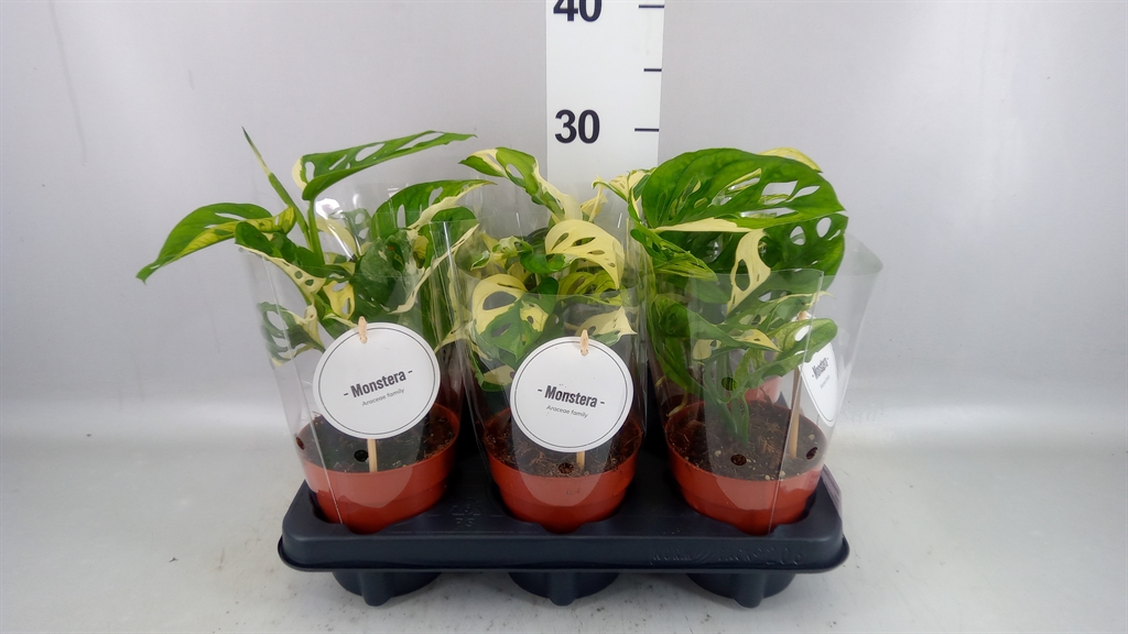 Monstera Adansonii 12Ø 25cm