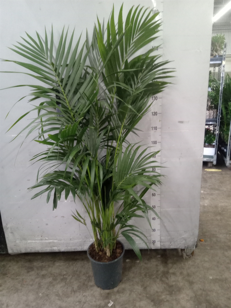 Howea Forsteriana 27Ø 180cm
