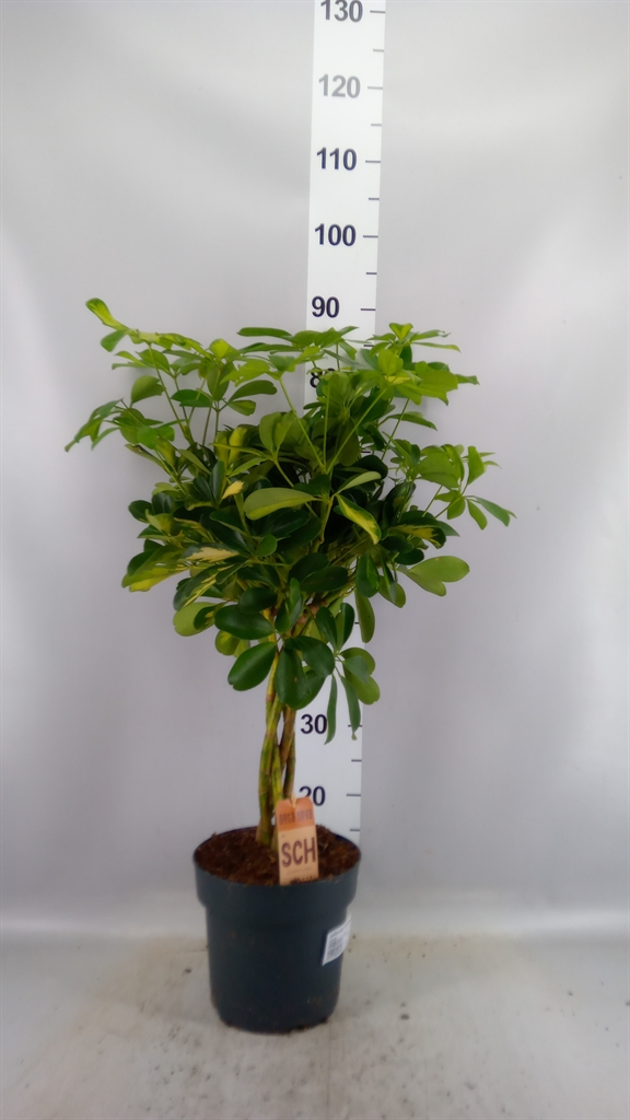 Schef Ar Gold Capell 21Ø 70cm