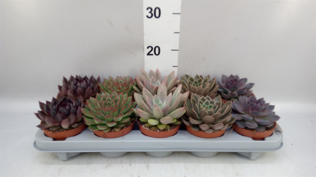 Echeveria Mixed 510Ø