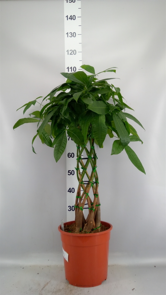 Pachira Aquatica 27Ø 100cm