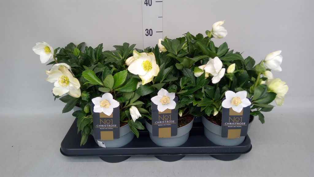 Helleborus Niger 15Ø 30cm