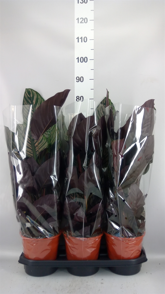 Calathea Sanderiana 19Ø 70cm