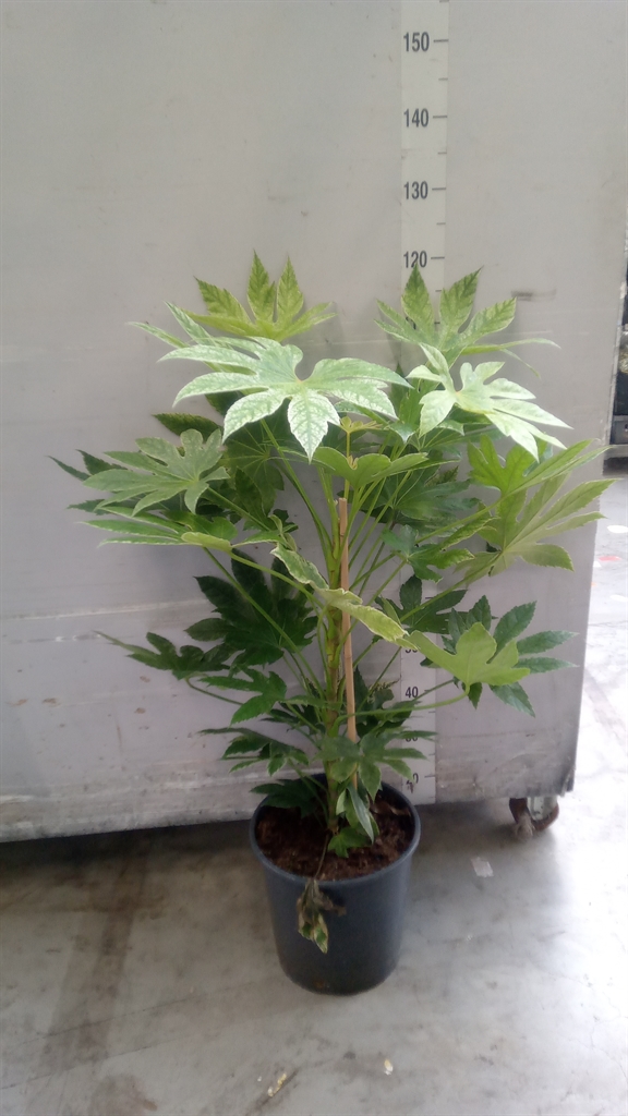 Fatsia Variegata 30Ø 90cm