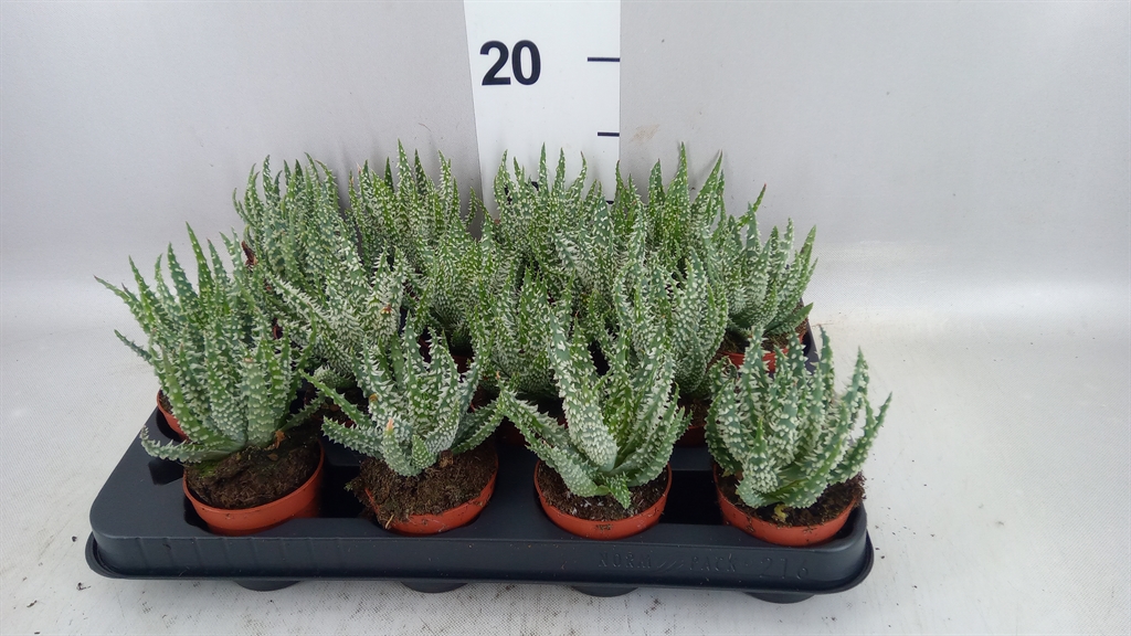 Aloe Humilis 7Ø 10cm