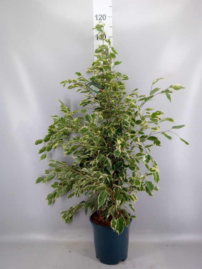 Ficus Benjamina Twilight 21Ø 105cm