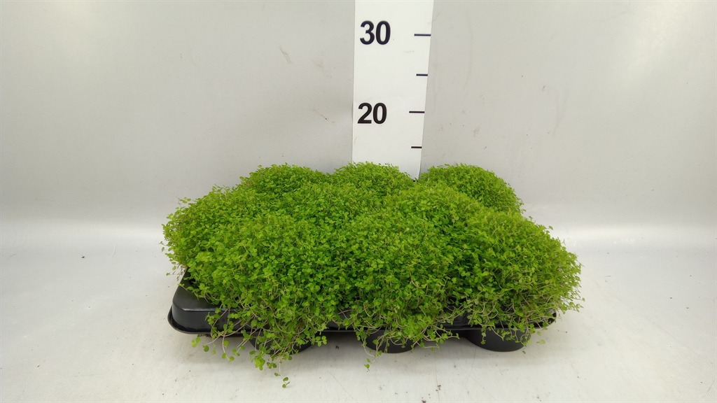 Soleirolia Soleiroli 9Ø 15cm