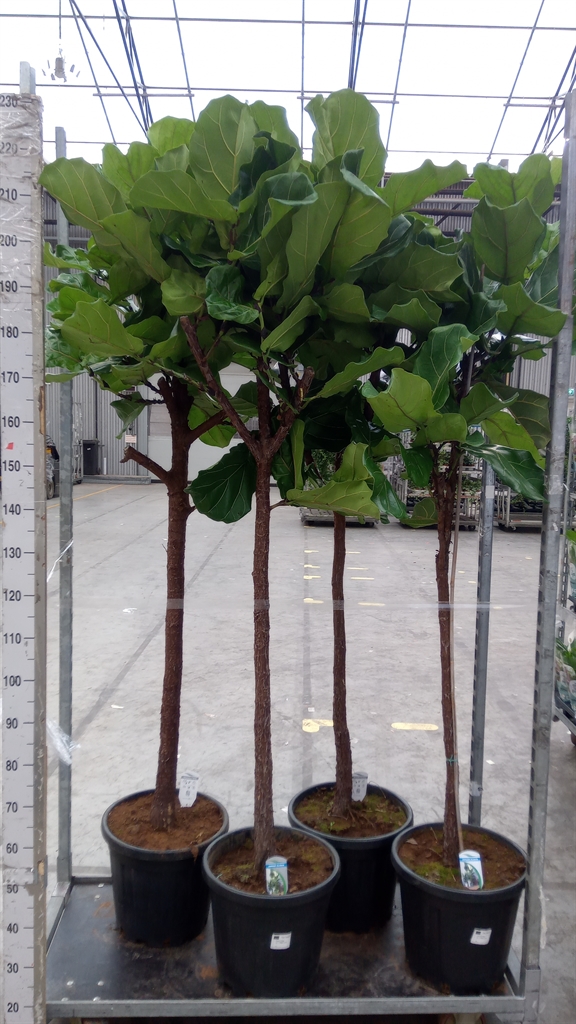 Ficus Lyrata 37Ø 220cm