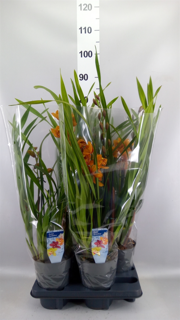 Cymbidium Ov