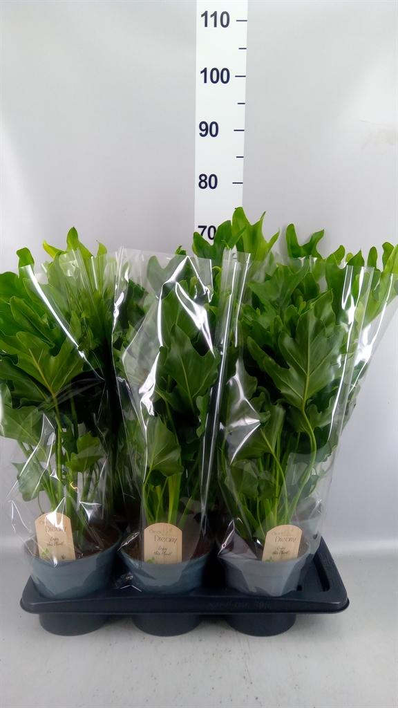 Philodendron Little Hope 17Ø 60cm