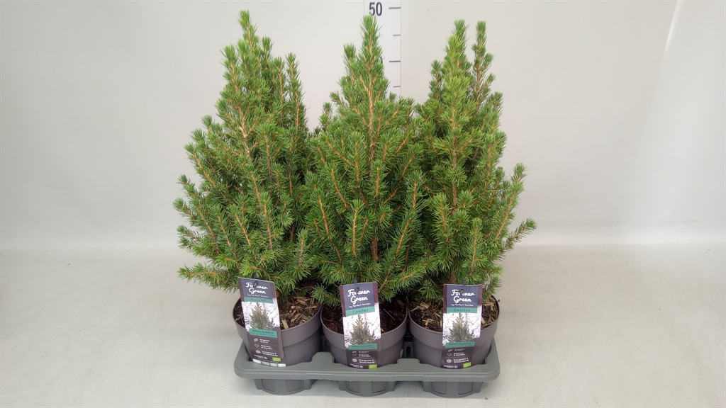 Picea Conica 14Ø 50cm