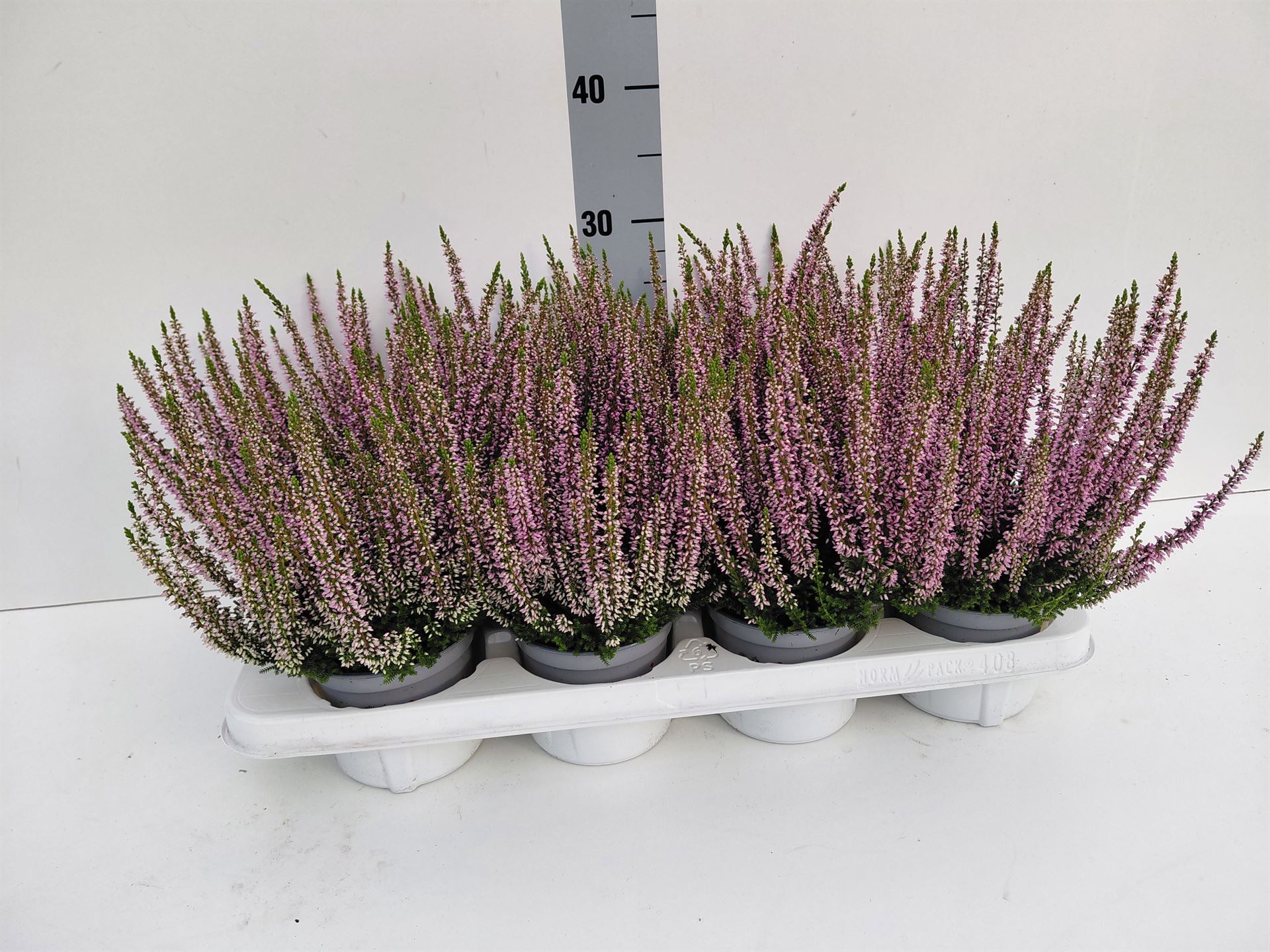 Calluna Beauty Ladies Mia 12Ø 25cm
