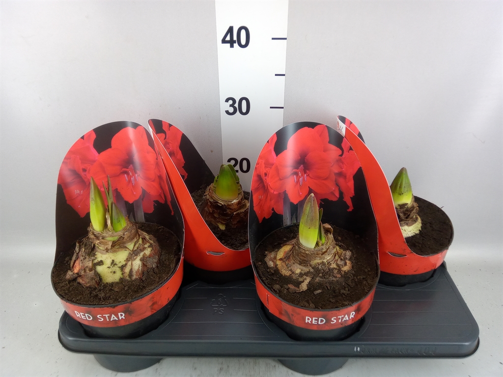 Hippeastrum Red Star 17Ø 30cm