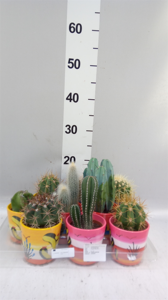 Cactus Overig 10Ø 20cm