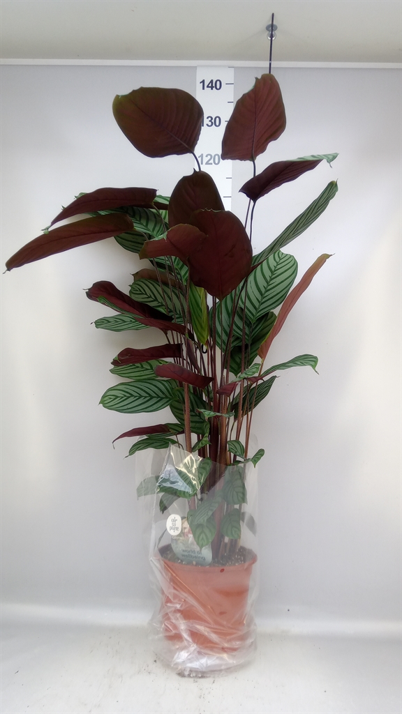 Ctenanthe Oppenheimiana 24Ø 155cm