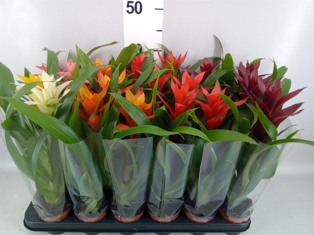 Guzmania Mix 9Ø 35cm