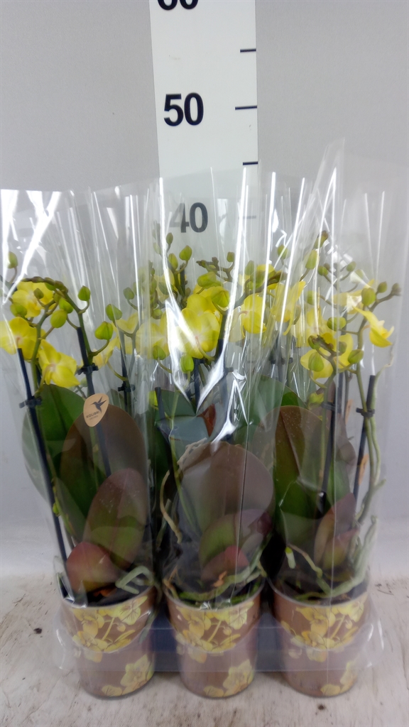 Phalaenopsis Multiflora Sunny Shore 9Ø 40cm 3st