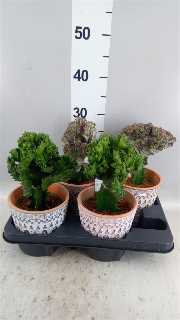 Euphorbia Lactea Cristata 14Ø 25cm