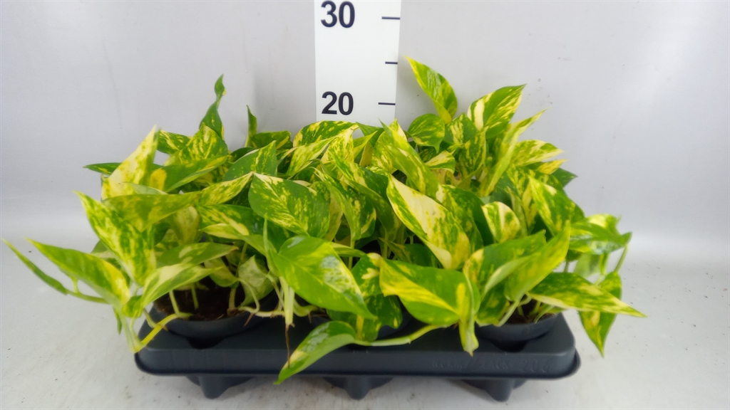Epipremnum Hicolor 12Ø 20cm