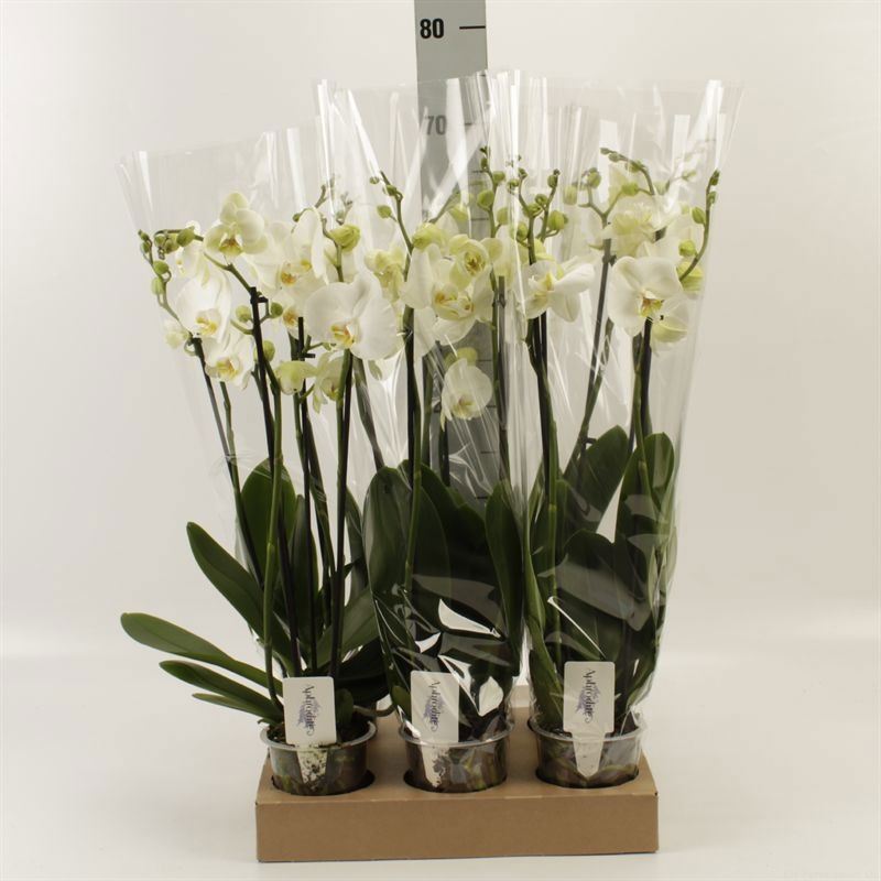 Phalaenopsis Nottingham 12Ø 55cm 3st