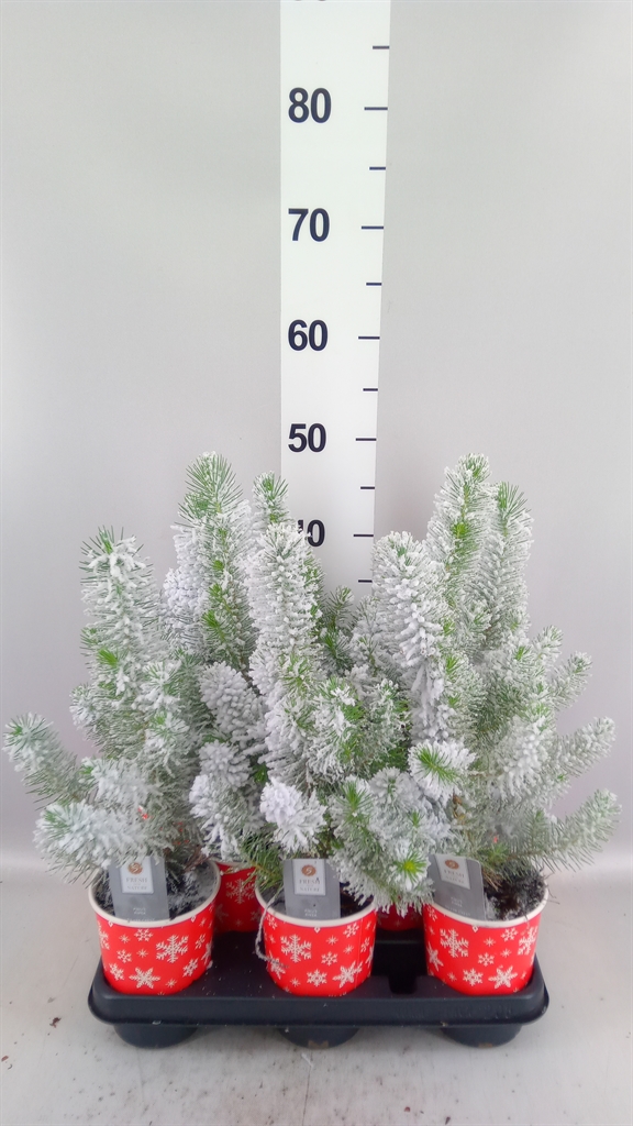 Pinus Pinea Silvercrest 11Ø 35cm