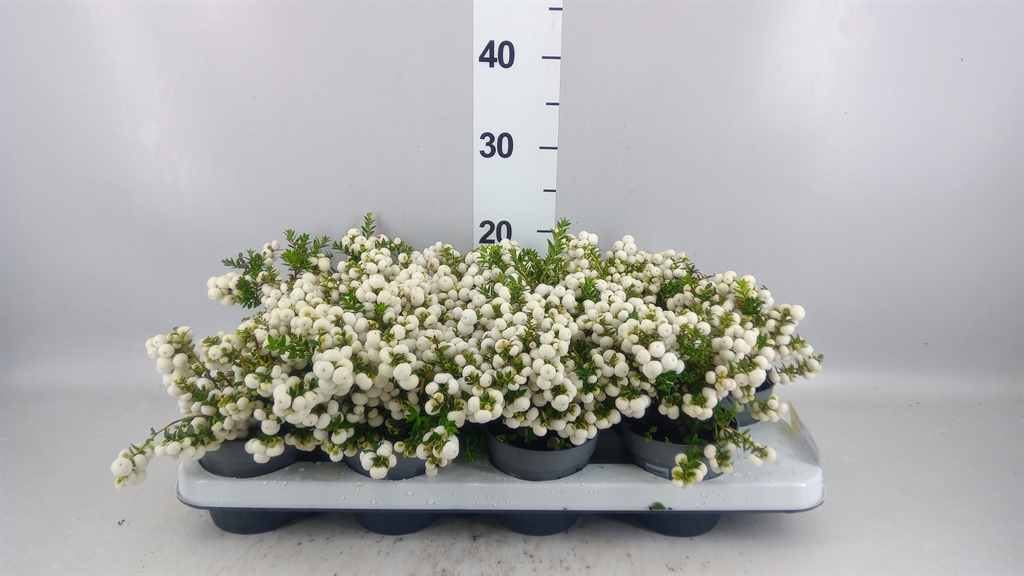 Gaultheria White Berry 10Ø 20cm