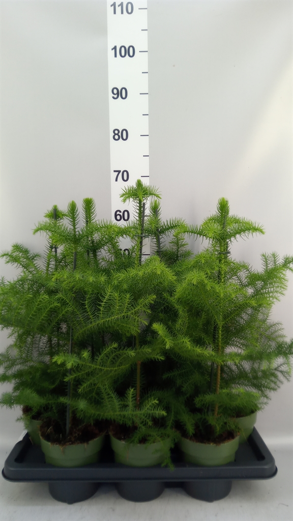 Araucaria Heterophylla 14Ø 38cm