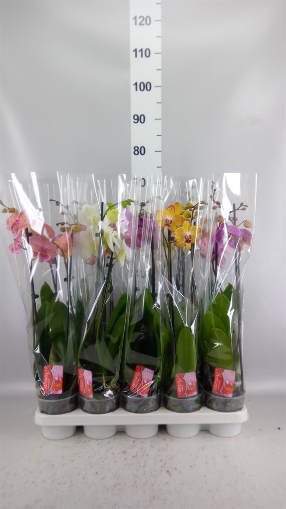 Phalaenopsis Mix 12Ø 65cm 2st