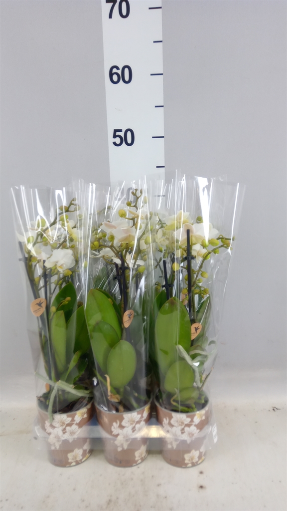 Phalaenopsis Multiflora Zurich 9Ø 35cm 2st